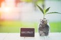 Money saving and investment financial concept. Plant growing in savings coins with text investment on small billboard on wooden