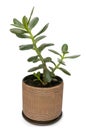 Money tree Royalty Free Stock Photo