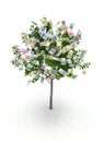 Money tree Royalty Free Stock Photo
