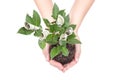 Money tree Royalty Free Stock Photo