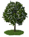 Money tree Royalty Free Stock Photo