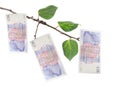 Money tree Royalty Free Stock Photo