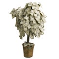 Money Tree