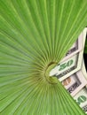 Money Tree