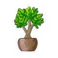 Money tree as a symbol of prosperity and material well-being. Succulent green houseplant Crassula ovata in a clay-brown Royalty Free Stock Photo