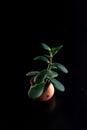 Money tree on a black background in a small clay pot Royalty Free Stock Photo