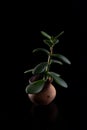 Money tree on a black background in a small clay pot Royalty Free Stock Photo