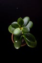 Money tree on a black background in a small clay pot Royalty Free Stock Photo
