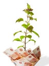 Money tree. Bush grows from money. Money from different countries. Royalty Free Stock Photo