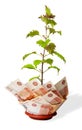 Money tree. Bush grows from money. Money from different countries. Royalty Free Stock Photo