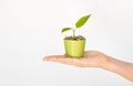 Money tree. Business growth, development, investing concept. Side view of hand holding young green tree sprout growing up from po Royalty Free Stock Photo