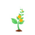 Money tree with coins profit growing, investment concept.