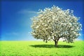 Money tree concept Royalty Free Stock Photo