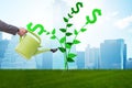 Money tree concept with businessman watering Royalty Free Stock Photo