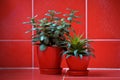 Money tree (crassula) and aloe vera in red flowerpots on red background Royalty Free Stock Photo