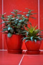 Money tree (crassula) and aloe vera in red flowerpots on red background Royalty Free Stock Photo