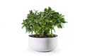 Money tree Crassula ovata succulent plant with thick leaves potted as decorative houseplant in a wide ceramic planter, isolated Royalty Free Stock Photo