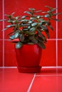 Money tree (crassula) in red flowerpot on red background Royalty Free Stock Photo