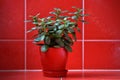 Money tree (crassula) in red flowerpot on red background Royalty Free Stock Photo