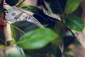Money tree with dollar bills growing on leaves. Money concept Royalty Free Stock Photo