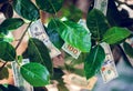 Money tree with dollar bills on leaves Royalty Free Stock Photo