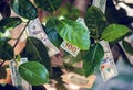 Money tree with dollar bills on leaves Royalty Free Stock Photo