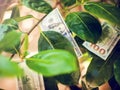 Money tree with dollar bills on leaves Royalty Free Stock Photo