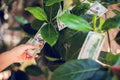 Money tree with dollar bills on leaves. hand collect mon Royalty Free Stock Photo