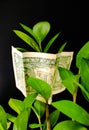 Money tree with dollars on a dark background. Royalty Free Stock Photo