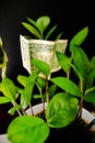 Money tree with dollars on a dark background. Royalty Free Stock Photo