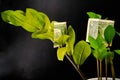 Money tree with dollars on a dark background. Royalty Free Stock Photo