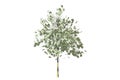 money tree with dollars leaf Royalty Free Stock Photo