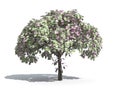 Money tree of Euro Royalty Free Stock Photo