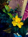 Money tree fortune plant yellow flowers Royalty Free Stock Photo