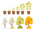 Money Tree Growth, Capital Gain and Seasonal Trees. Time Line from Small Sprout to Big Plant with Golden Coins on Branch Royalty Free Stock Photo