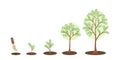 Money tree growth. Royalty Free Stock Photo