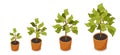 Money tree growth vector set Royalty Free Stock Photo