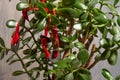 Money tree. Crassula Ovata. Crassulaceae. House plant with symbols of money coins Chinese on a red ribbon on a gray Royalty Free Stock Photo