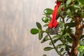 Money tree. Crassula Ovata. Crassulaceae. House plant with symbols of money coins Chinese on a red ribbon on a gray Royalty Free Stock Photo