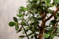 Money tree. Crassula Ovata. Crassulaceae. House plant with symbols of money coins on a gray background. Royalty Free Stock Photo