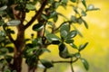 Money tree. Crassula Ovata. Crassulaceae. House plant symbols of money coins on a yellow background. Royalty Free Stock Photo