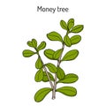 Money tree or jade plant Crassula portulacea , medicinal plant