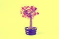 Money tree on an orange background. Royalty Free Stock Photo