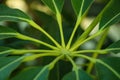 Money tree Pachira aquatica houseplant in front of a curtain with green optic macro leaf