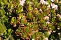 Money tree with pink flowers. Crassula ovata. Stonecrops, succulent Royalty Free Stock Photo