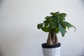 A Money Tree Plant with Ornate Braided Trunk in a white pattern pot on a white background Royalty Free Stock Photo