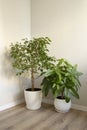 A Money Tree plant Pachira Aquatica and Ficus Benjamina growing in white pots Royalty Free Stock Photo