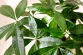 A "Money Tree" plant (Pachira Aquatica Royalty Free Stock Photo