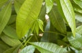 A Money Tree plant Pachira Aquatica green leaves close up Royalty Free Stock Photo