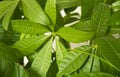 A Money Tree plant Pachira Aquatica green leaves close up Royalty Free Stock Photo